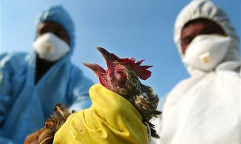 إنفلونزا الطيور تتفشى في أوروبا بشكل غير مسبوق وإعدام حوالي 50 مليون طير