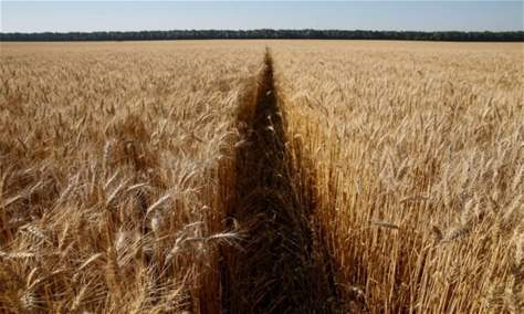 خبير يحذر من أنّ دول عربية وإفريقية ستواجه نقصًا في القمح في الأسابيع المقبلة